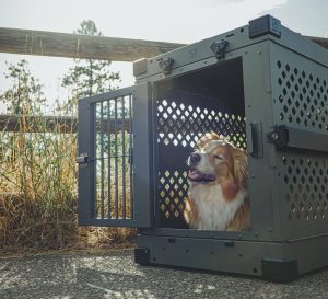 Golden and white dog sitting inside an open heavy-duty aluminum dog crate in an outdoor rural setting.